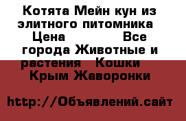 Котята Мейн-кун из элитного питомника › Цена ­ 20 000 - Все города Животные и растения » Кошки   . Крым,Жаворонки